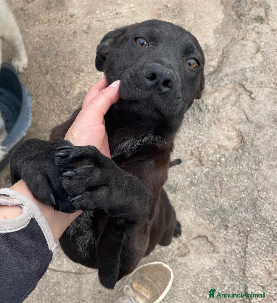 Meticcio cani MI ADOTTI? SONO UN SIMIL LABRADORINO NERO - Annuncio 16