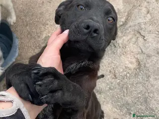Meticcio cani MI ADOTTI? SONO UN SIMIL LABRADORINO NERO - Annuncio 16