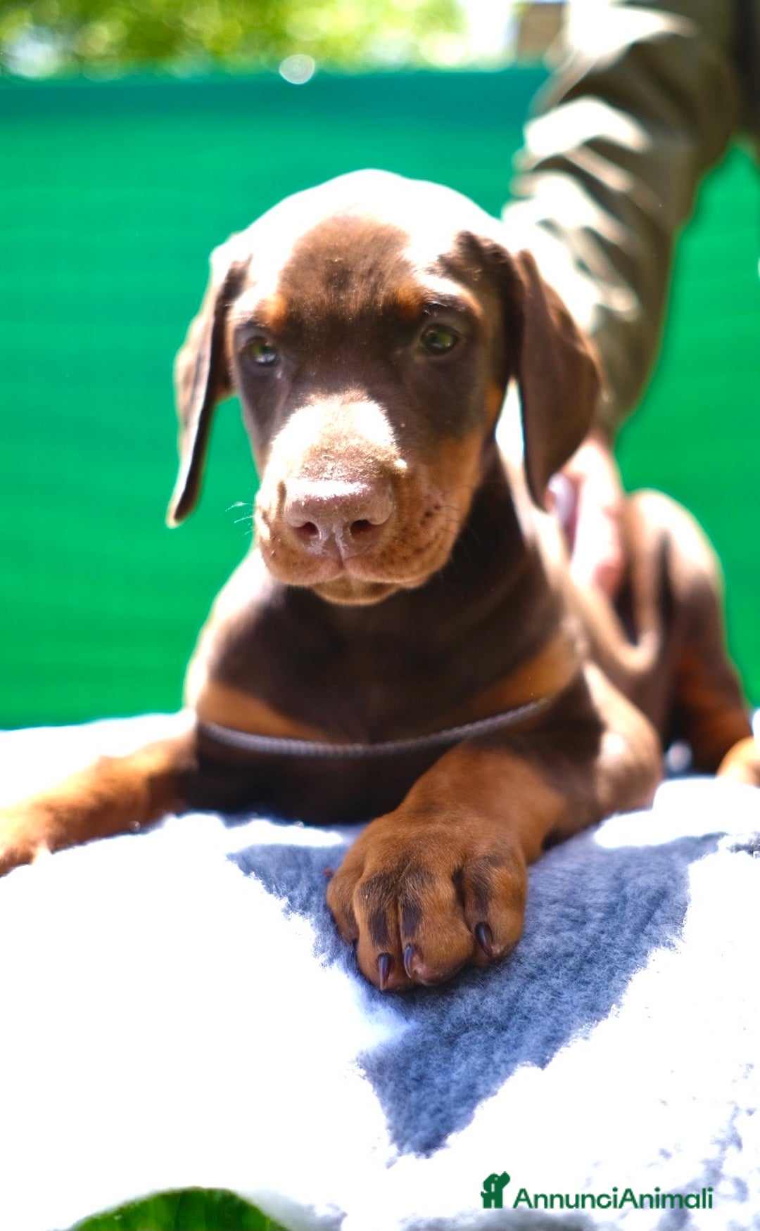 Dobermann cani in vendita: cuccioli dobermann selezionati  a Provincia di Avellino - Immagine 7