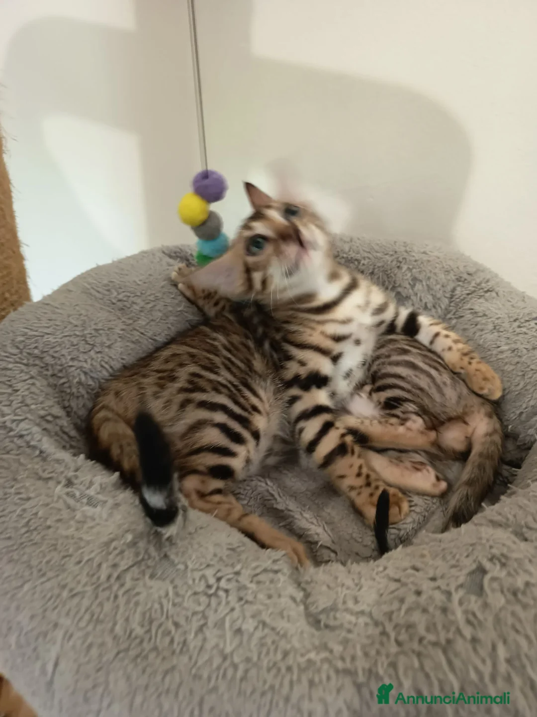 Bengala gatti in vendita: bengalesi  - Annuncio 2