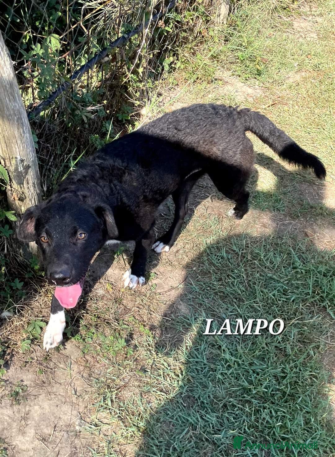 Meticcio cani in regalo: LAMPO, detto quattro calzini, cucciolo a Provincia di Latina - Annuncio 7