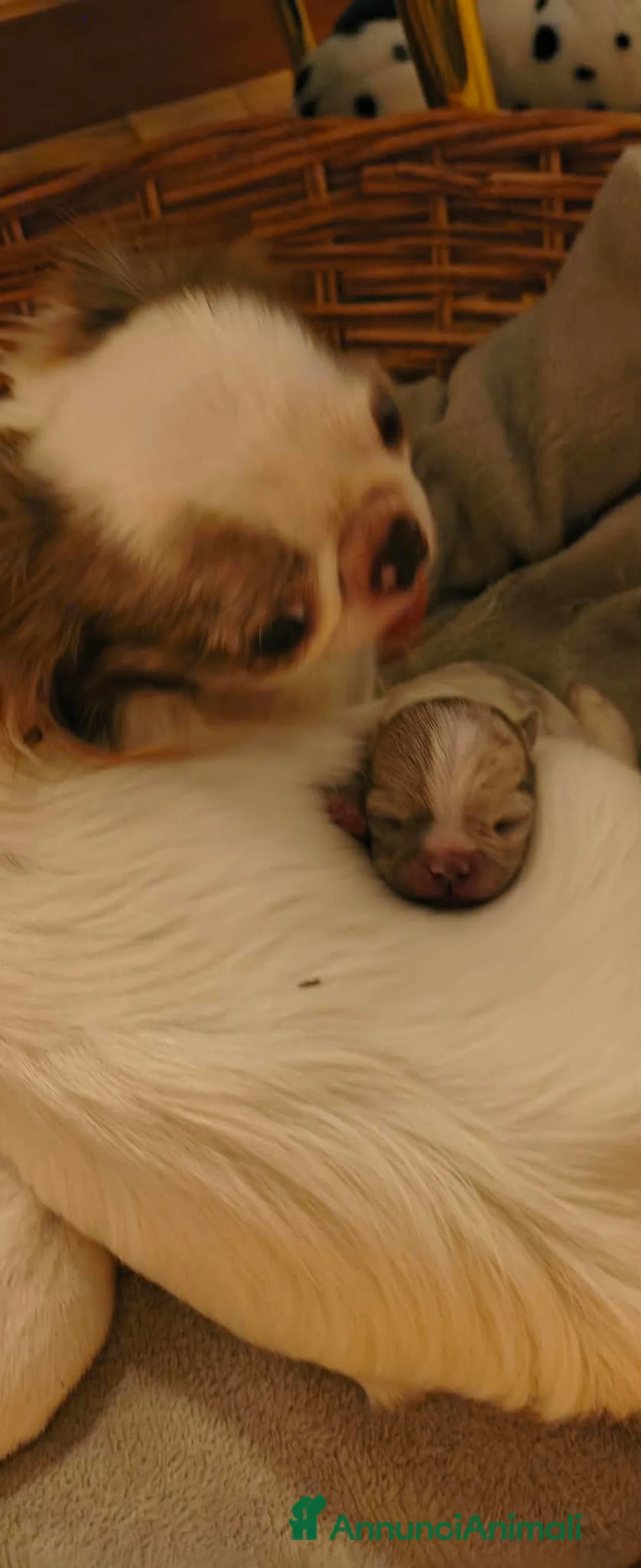 Chihuahua cani in vendita: Chihuahua maschio  - Annuncio 2