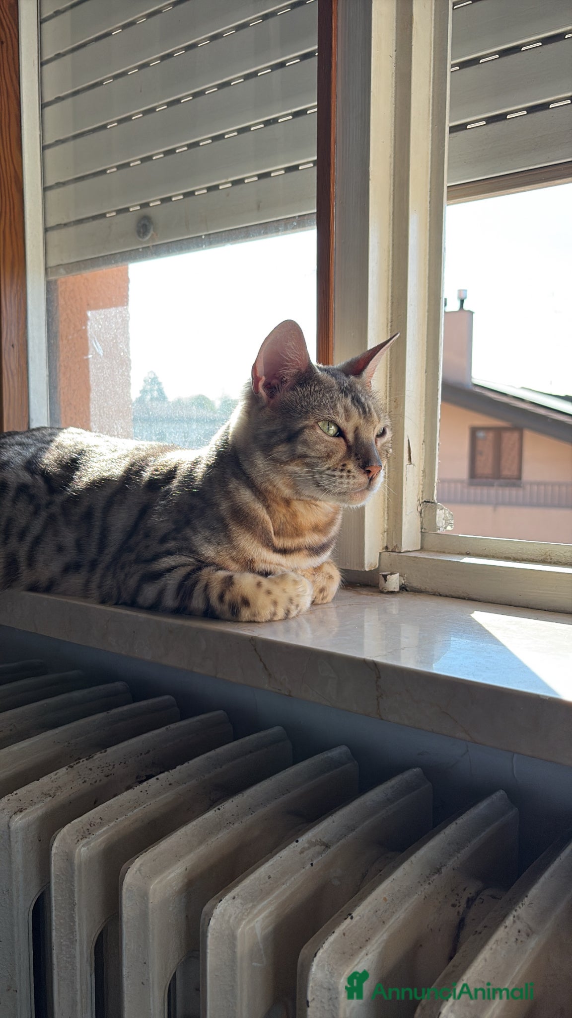 Bengala gatti Cucciola bengalese  - Annuncio 1