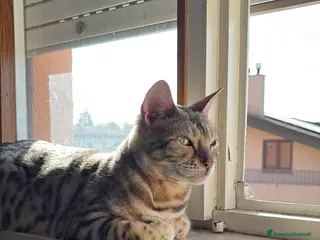 Bengala gatti Cucciola bengalese - Annuncio 1