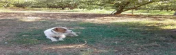 Jack Russell cani in vendita: Cuccioli Jack Russell cercano casa - Annuncio 19