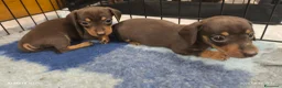 Bassotto cani in vendita: Bassotto tedesco femmina kaninchen  - Annuncio 7