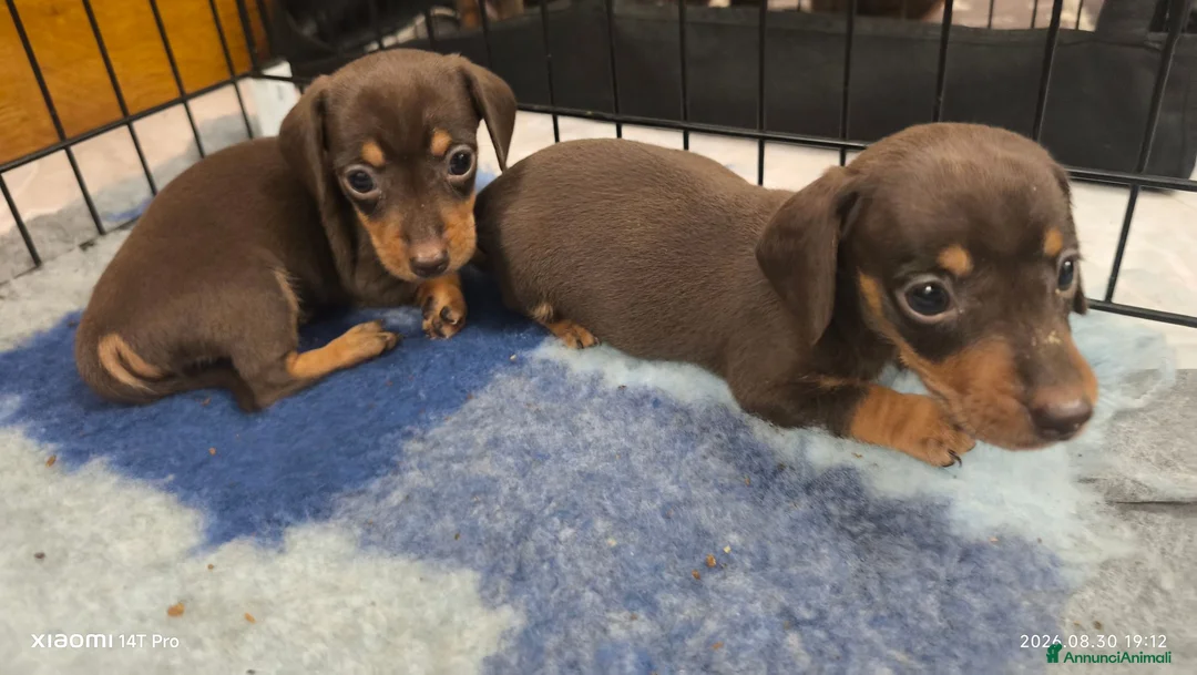 Bassotto cani in vendita: Bassotto tedesco femmina kaninchen  - Annuncio 7