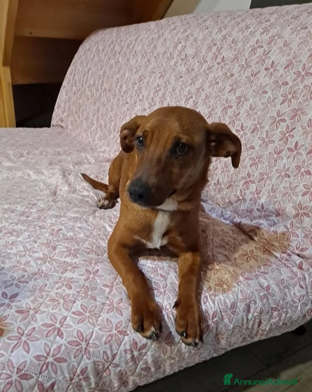 Meticcio cani in regalo: To be, cucciolone, taglia medio-piccola, cerca cas - Annuncio 5