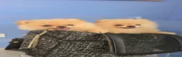 Volpino Pomerania cani in vendita: POMERANIA DUE FEMMINUCCE CREMA CON PEDIGREE - Annuncio 6