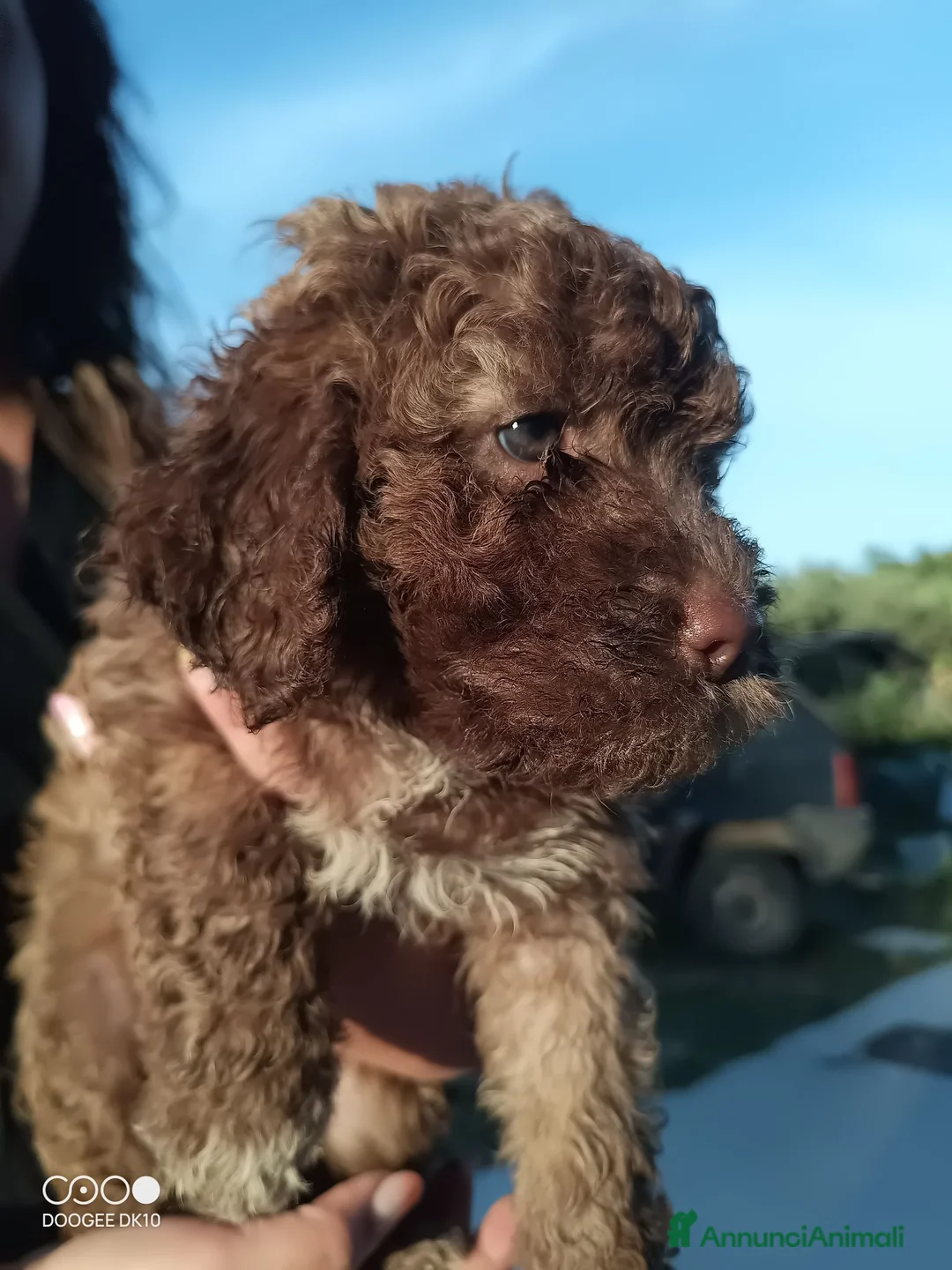 Lagotto cani in vendita: Cuccioli di Lagotto romagnolo  a Provincia di Pescara - Annuncio 11