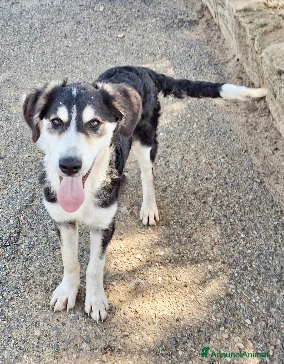 Meticcio cani in regalo: BRETZEL 🩷 - cucciola, ultima della sua cucciolata - Annuncio 3