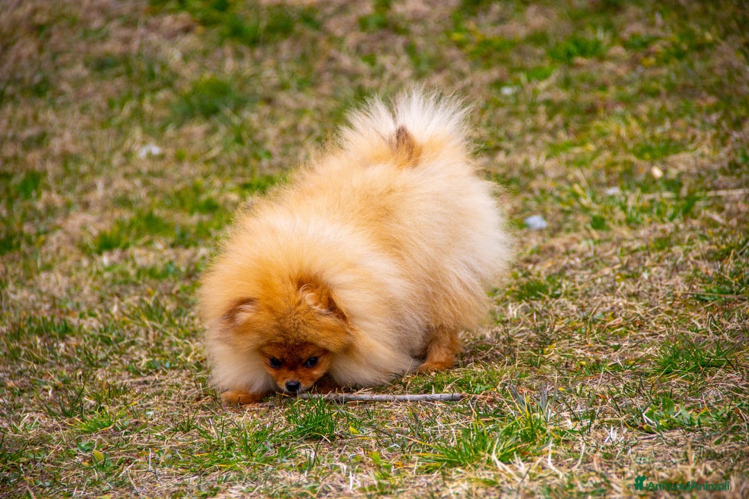 Spitz cani in vendita: Disponibile 1 Cucciolo di Spitz Pomerania a Provincia di Sondrio - Immagine 13