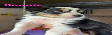 Australian Shepherd Cucciolo 3