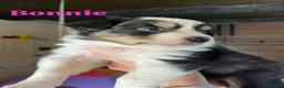 Australian Shepherd cani in vendita: Cuccioli Australian Shepherd - Annuncio 9