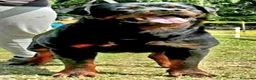 Rottweiler cani in vendita: Cuccioli rottweiler  - Annuncio 15