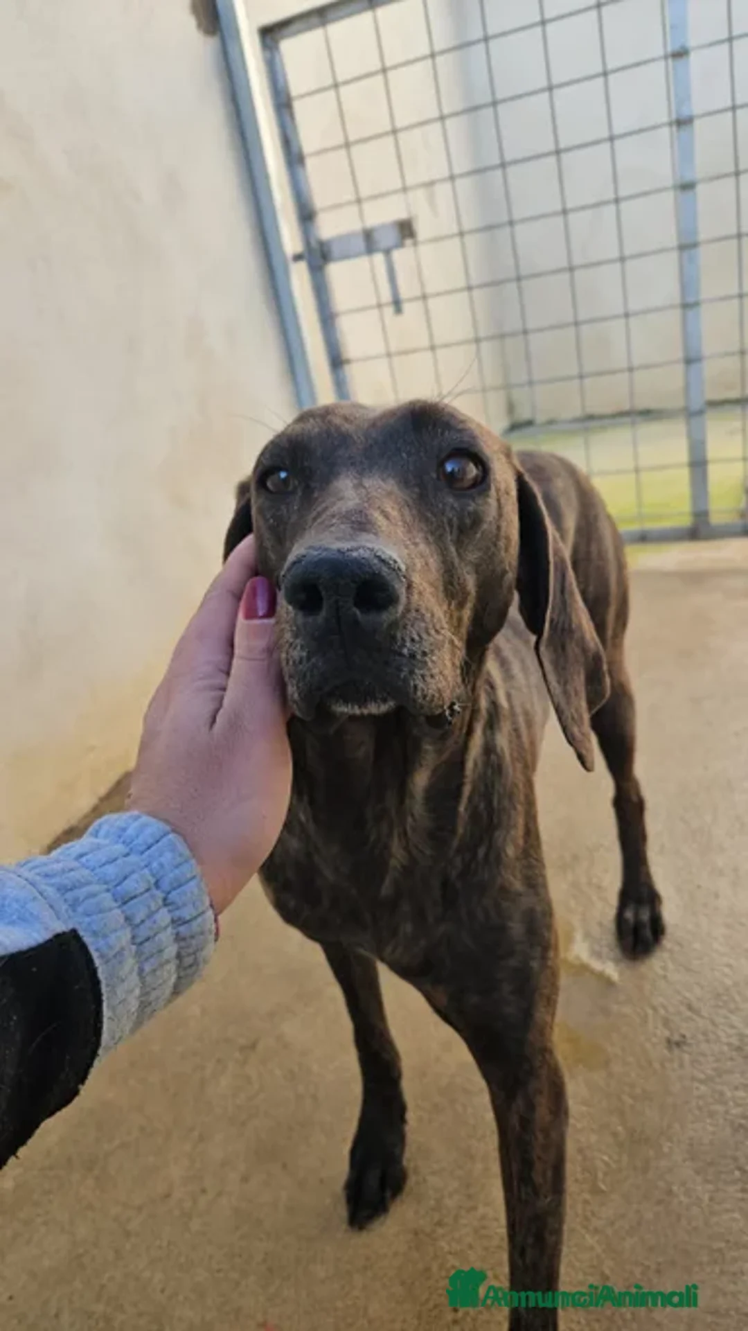 Segugio cani in regalo: Michele: timido segugio dolcissimo con tutti  - Annuncio 9