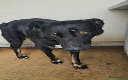 Meticcio cani in regalo: Carlo: 1 anno e mezzo, socievole, timido, dolce a Città Metropolitana di Genova - Immagine 1