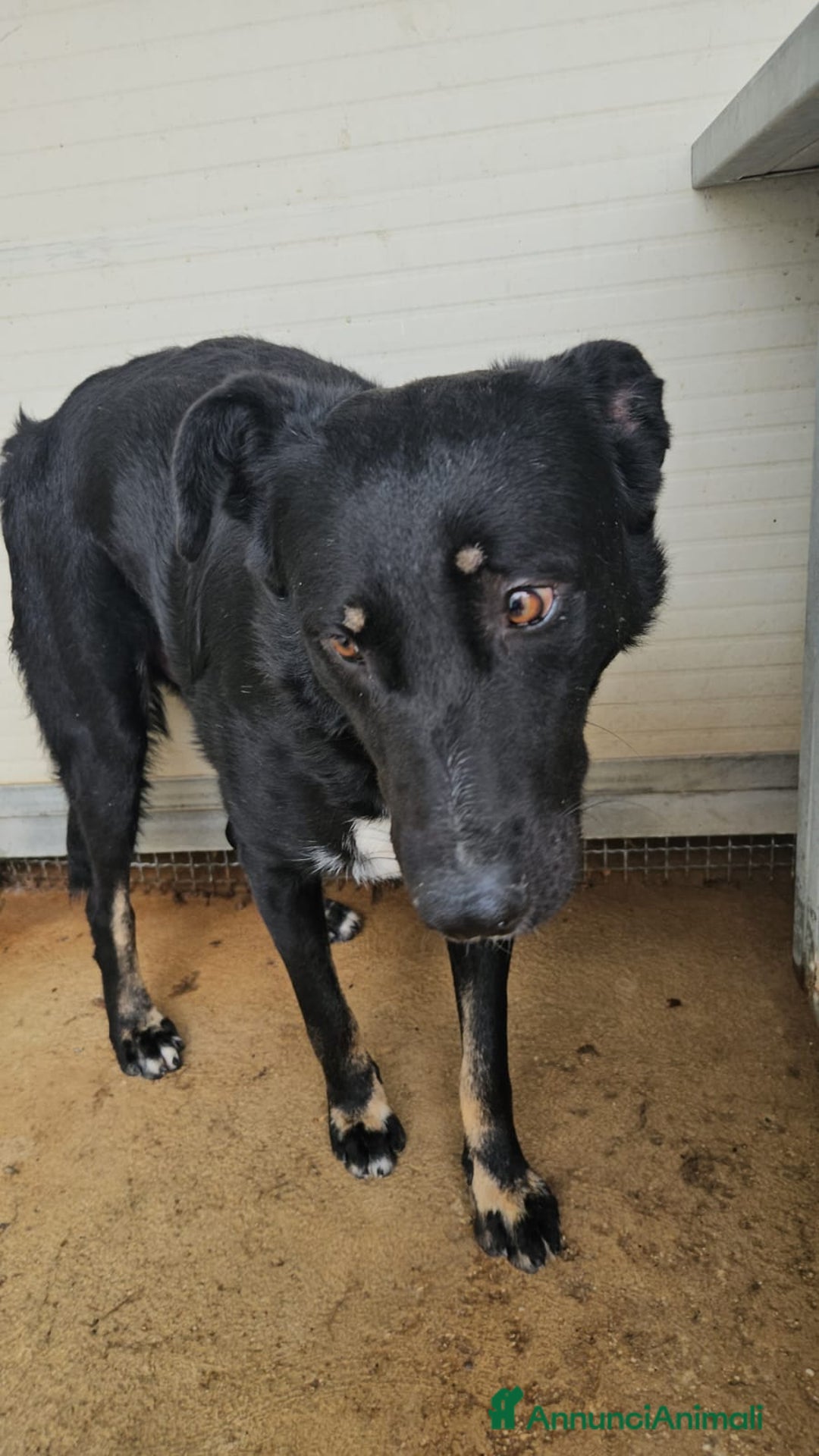 Meticcio cani in regalo: Carlo: 1 anno e mezzo, socievole, timido, dolce a Città Metropolitana di Genova - Immagine 1