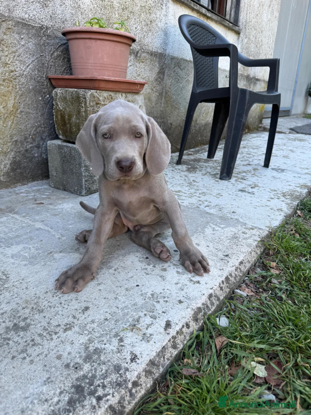 Weimaraner cani in vendita:  CUCCIOLI DISPONIBILI di Weimaranner  - Annuncio 2