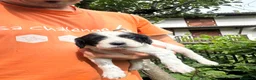 Setter Inglese cani in vendita: Cuccioli setter inglese  - Annuncio 8