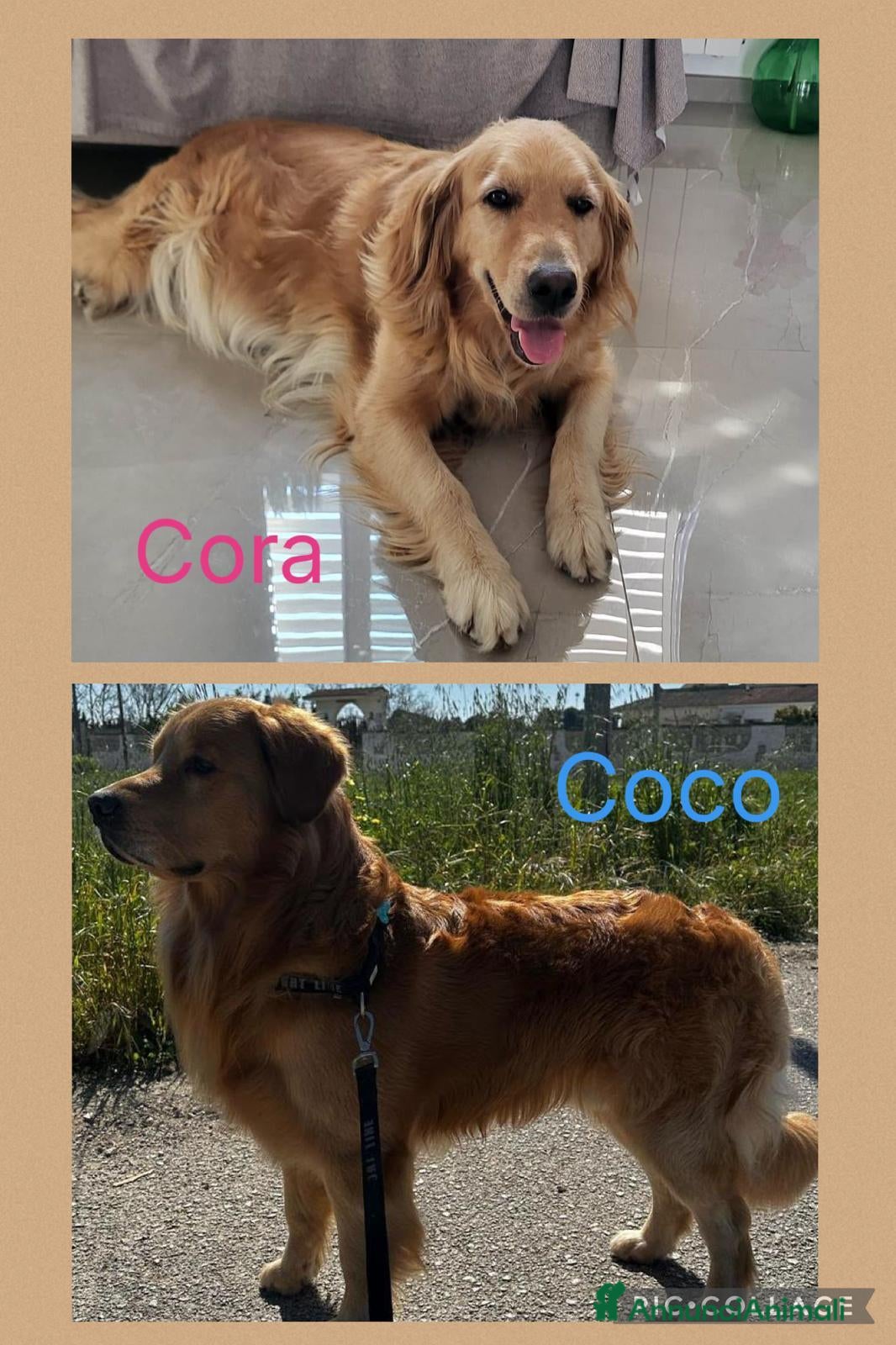 Golden Retriever cani Cuccioli Golden retriver americano con pedigree - Annuncio 1