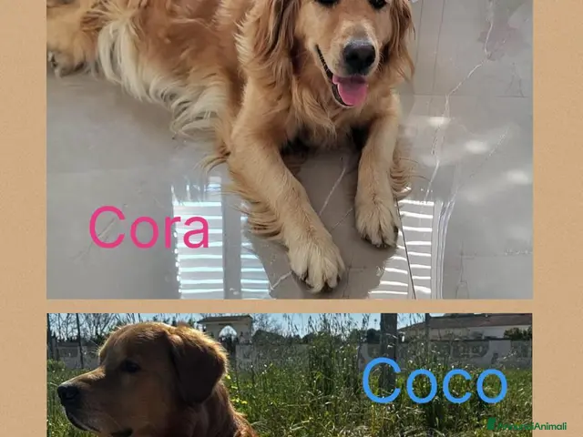 Golden Retriever cani in vendita: Cuccioli Golden retriver americano con pedigree - Annuncio 1