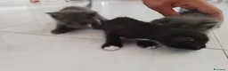 Meticcio gatti in regalo: Regalo Gattini a Città Metropolitana di Napoli - Annuncio 4