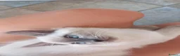 Siberiano gatti in vendita: Gattini di razza siberiana ipoallergenici, neva - Annuncio 4