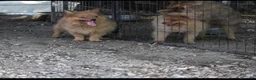 Spitz cani in vendita: Spitz tedesco piccolo volpino  - Annuncio 8