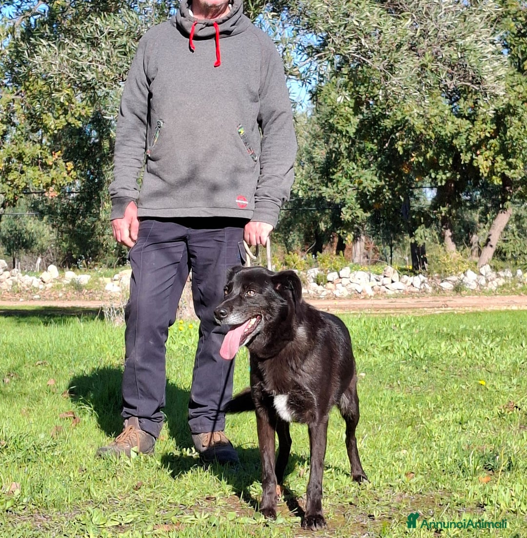 Meticcio cani in regalo: Crik&Crok Cerca Famiglia. Info Monica 3890238584 - Annuncio 9