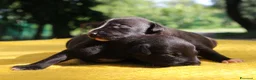 Whippet cani in vendita: Cuccioli di whippet  - Annuncio 3