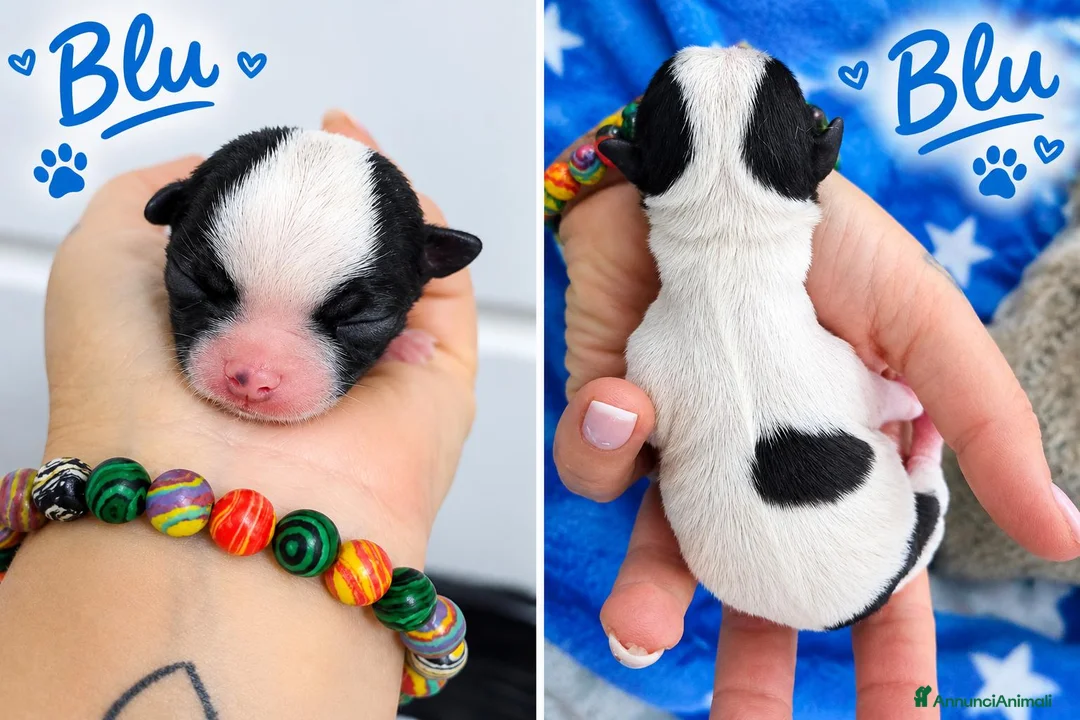 Chihuahua cani in vendita: Cucciolo chiuhuhua maschietto bianco e nero a Provincia di Brescia - Annuncio 1