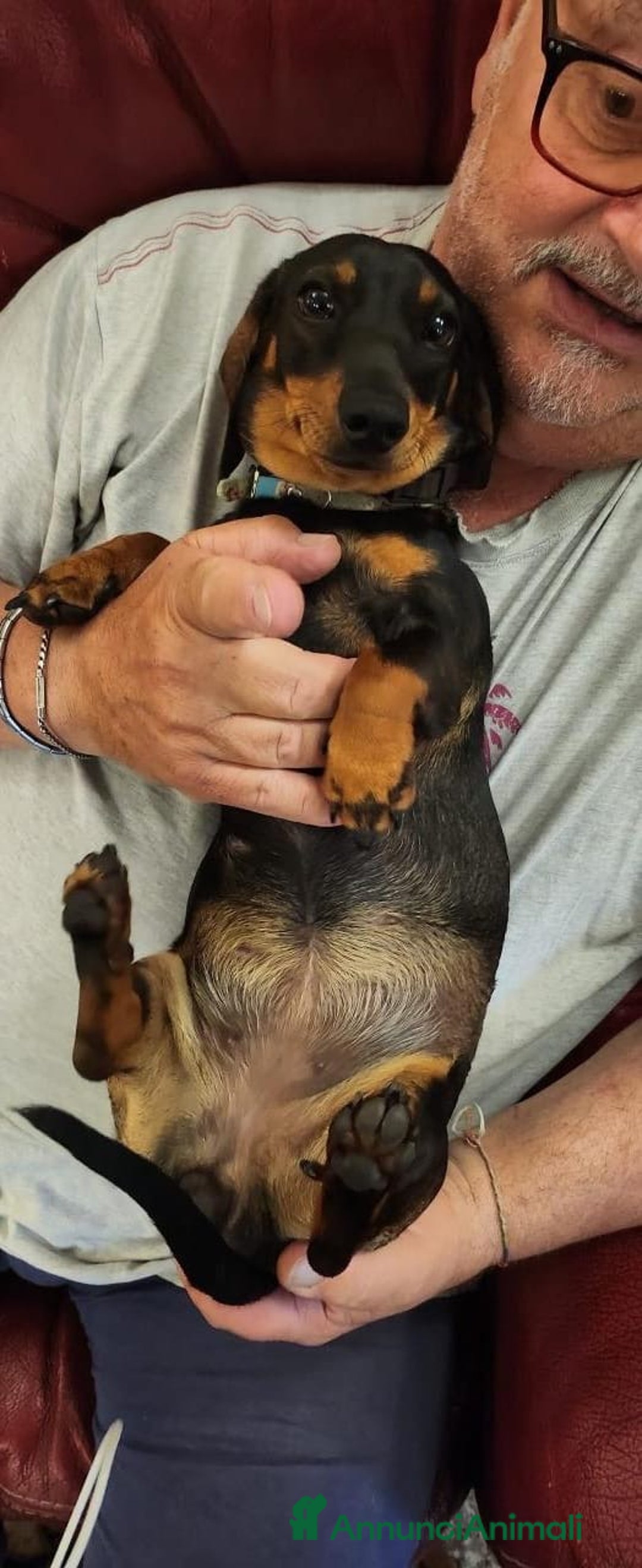 Bassotto cani in vendita: Cuccioli bassotto nano - Annuncio 4