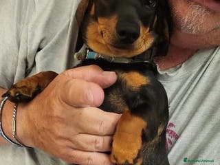 Bassotto cani Cuccioli bassotto nano - Annuncio 3