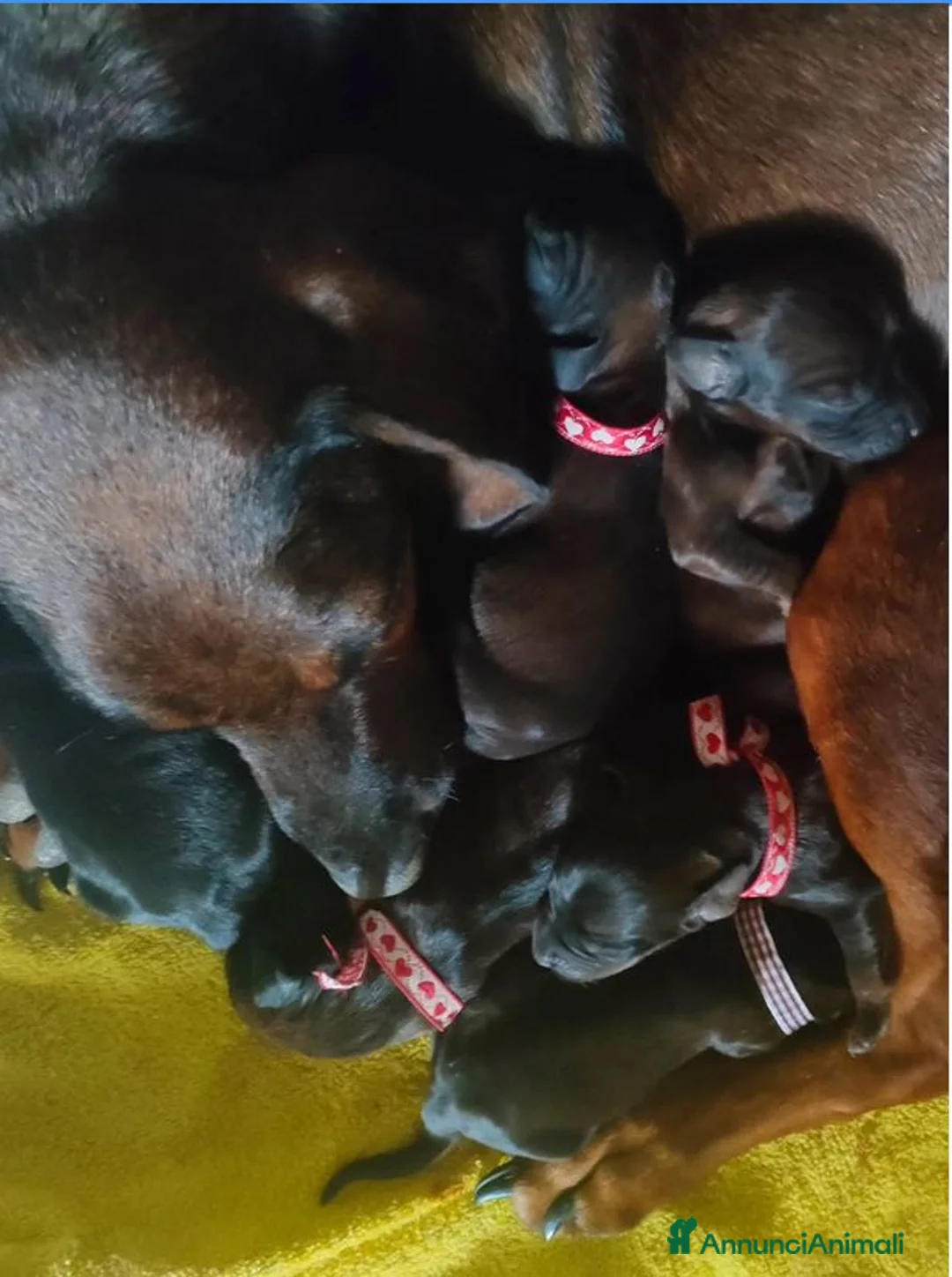 Segugio Bavarese cani in vendita: Cuccioli Segugio Bavarese/Bayerischer Gebirgsschwe a Provincia di Grosseto - Annuncio 2