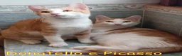 Europeo gatti in regalo: Donatello e Picasso gattini supercoccoli - Annuncio 3