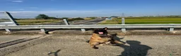 Pastore Belga cani per accoppiamento: Pastore Belga Malinois - Annuncio 3
