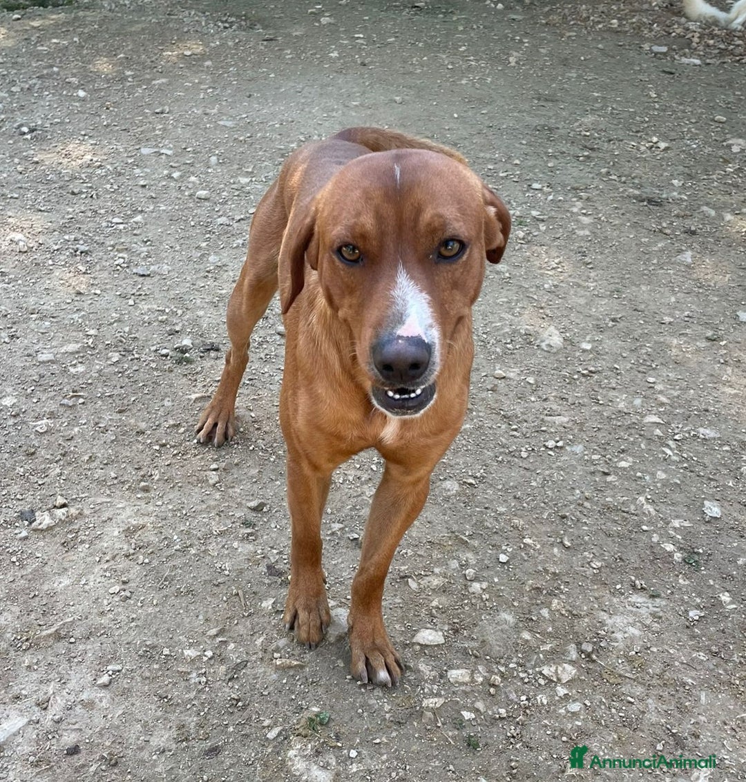 Meticcio cani in regalo: ADOTTA IL TENERO E SIMPAIìTICO CORFU' - Annuncio 4