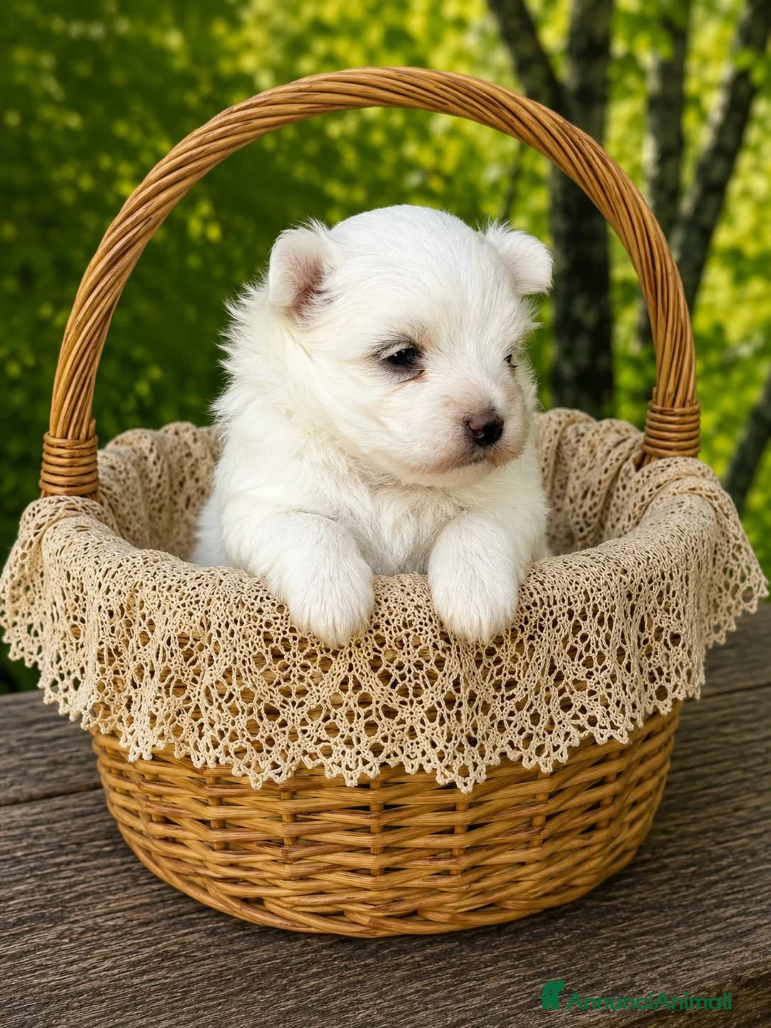 Maltese cani in vendita: Cuccioli di Maltese con pedigree ENCI - Annuncio 2