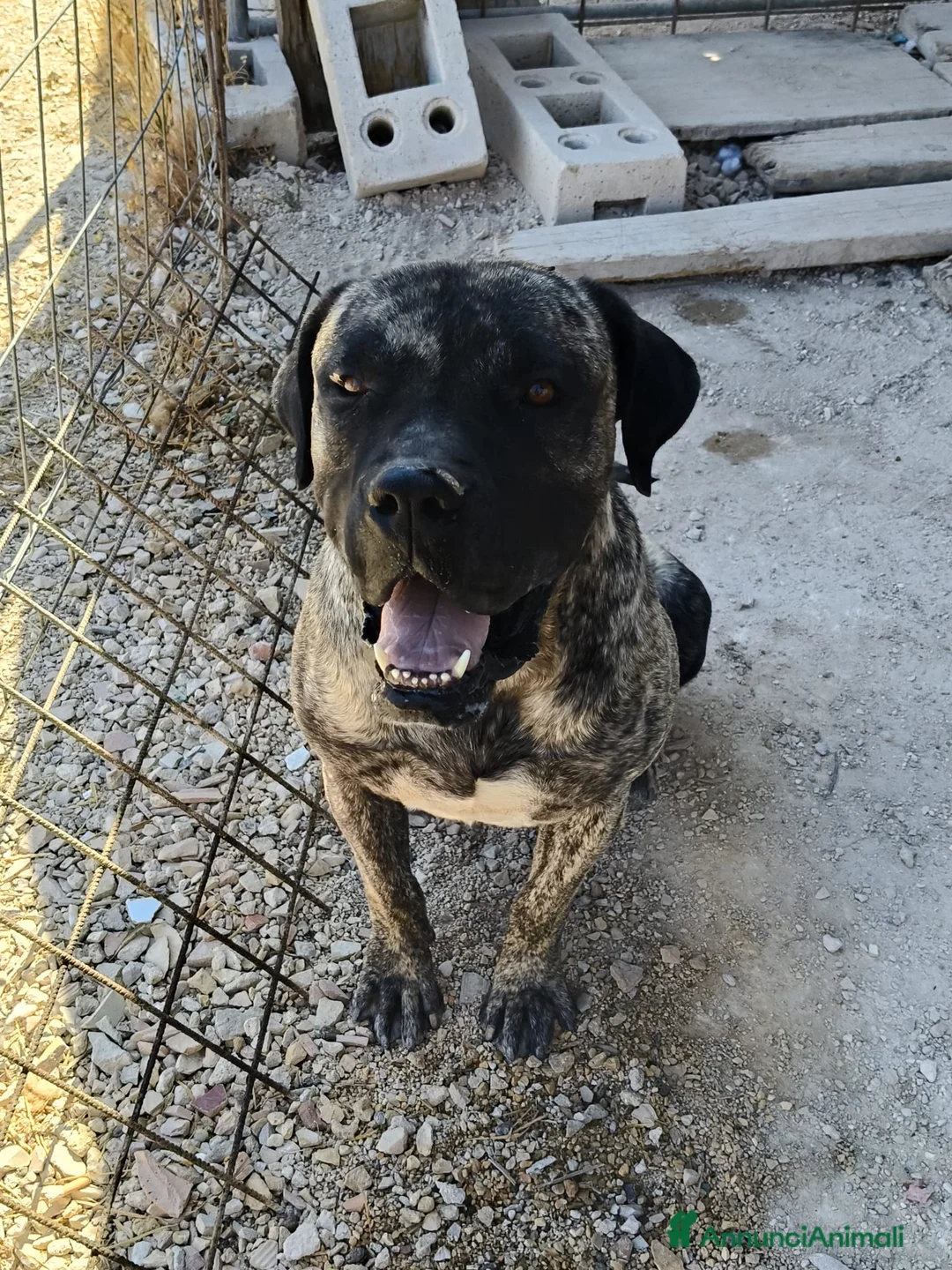 Cane Corso cani in regalo: Kira e Zeus, due anime buone in cerca di casa - Annuncio 6