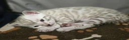 Bengala gatti in vendita: Cuccioli gatto bengala  - Annuncio 8