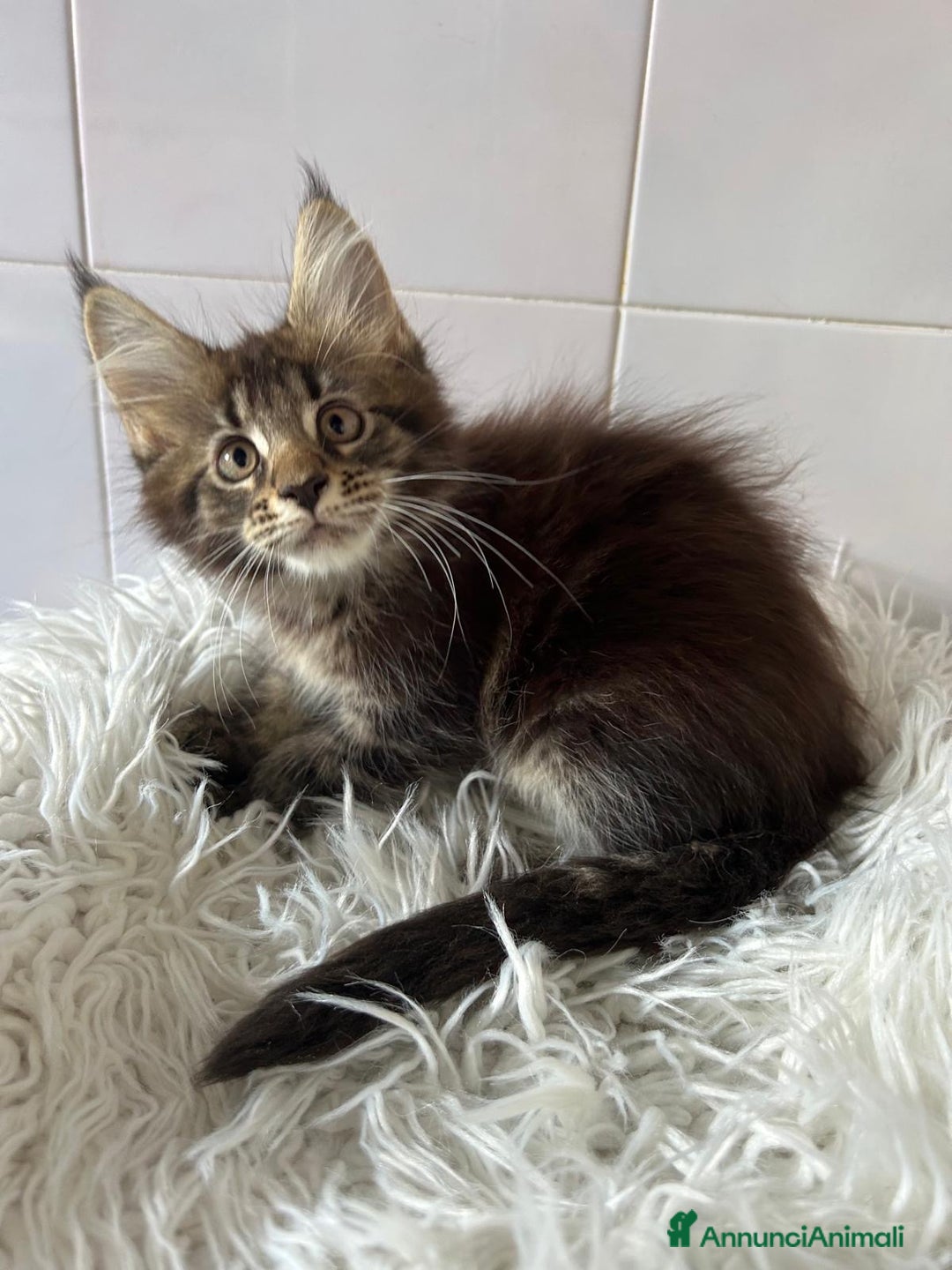 Maine Coon gatti in vendita: Maine coon a Provincia di Cremona - Immagine 4