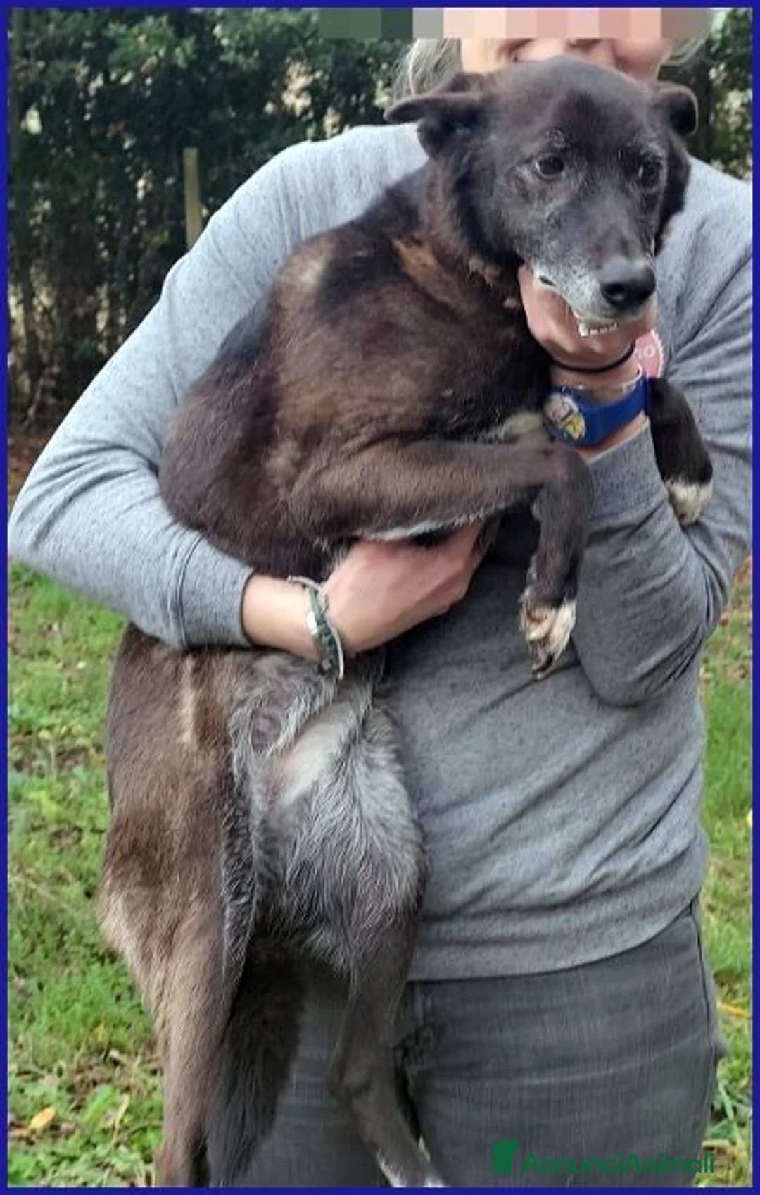 Meticcio cani in regalo: TATA MATILDA dolce nonnina tg mediopicc - Annuncio 4