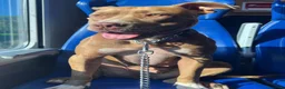 Pitbull cani in vendita: Cuccioli American Pitbull Terrier - Annuncio 2