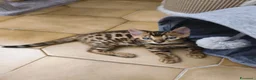 Bengala gatti in vendita: Bengala  - Annuncio 6