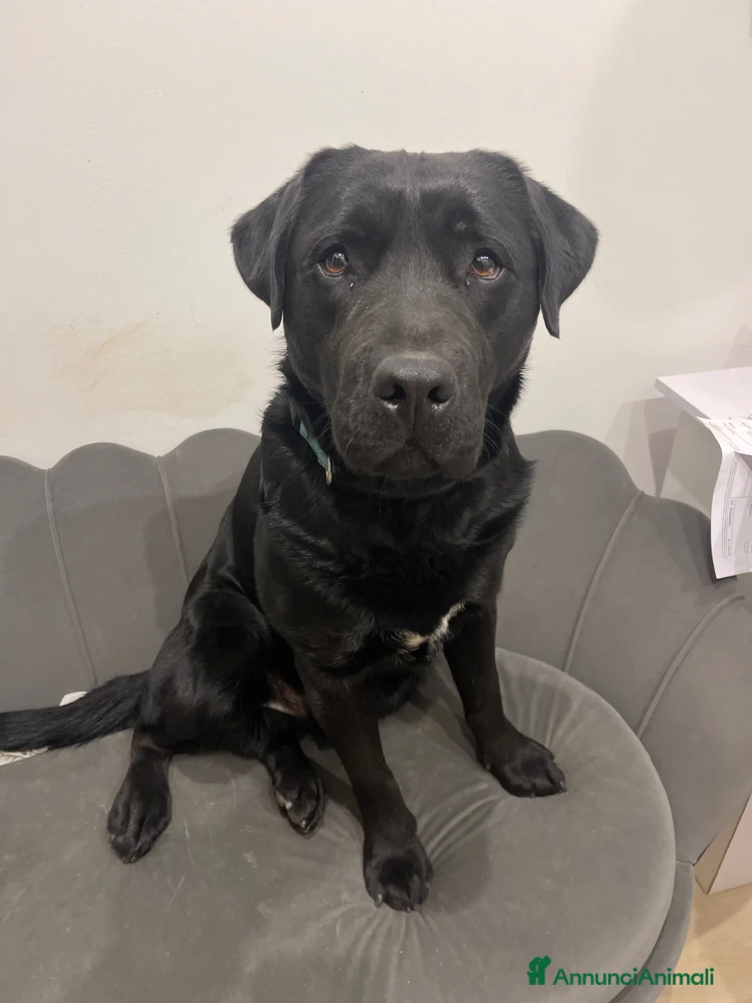 Labrador cani per accoppiamento: Labrador di 3 anni cerca femmina per accoppiamento a Provincia di Perugia - Annuncio 2