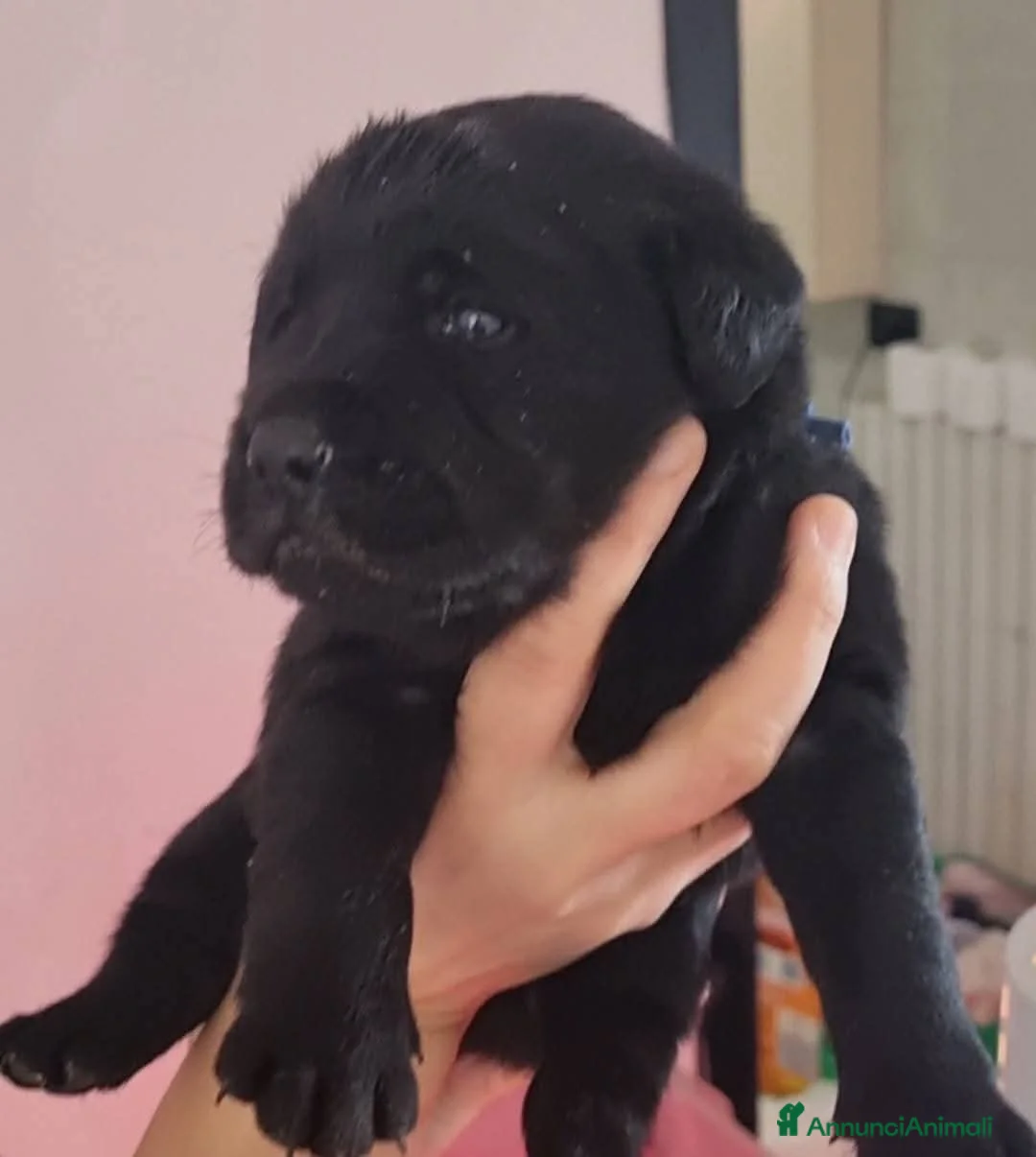 Labrador cani in vendita: Cucciolo labrador Retriever total black - Annuncio 3