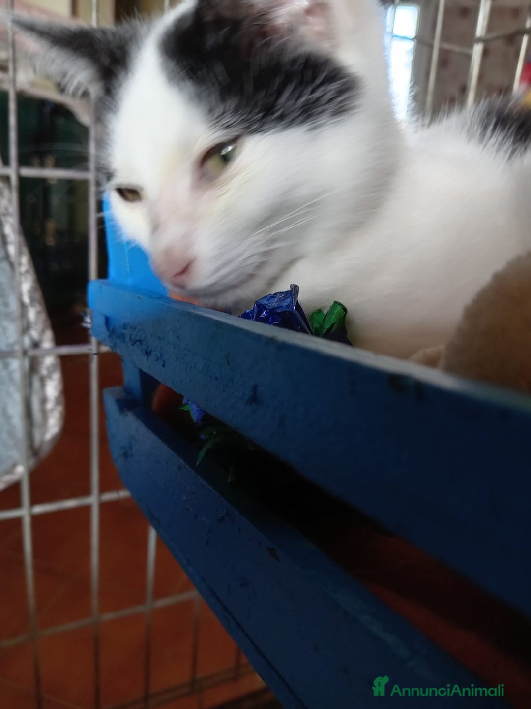 Europeo gatti in regalo: cuccioli 2 mesi e mezzo cercano casa🤍 - Annuncio 4