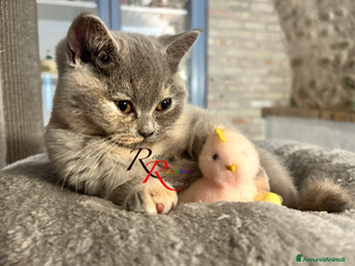 British gatti Gatti e British Shorthair - Annuncio 1