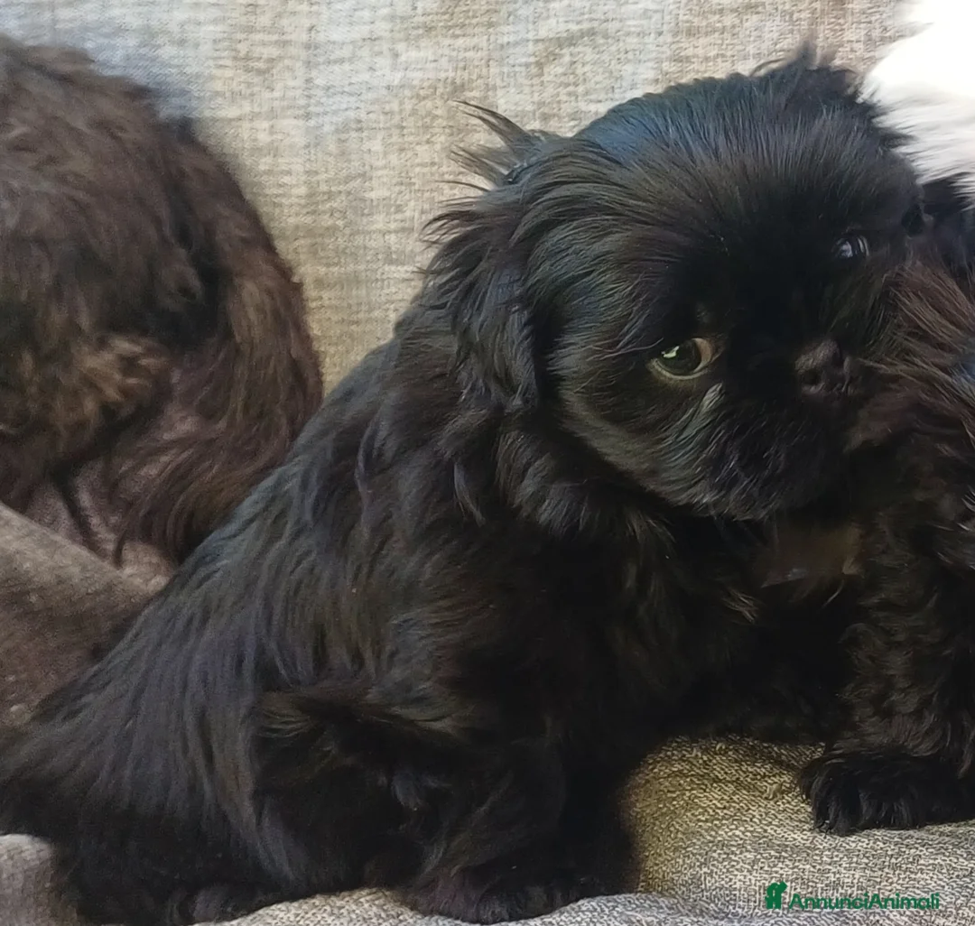 Shih Tzu cani in vendita: Cucciolo shih-tzu shitzu shihtzu con pedigree  - Annuncio 9